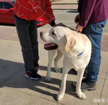 拉布拉多挠地怎么回事
