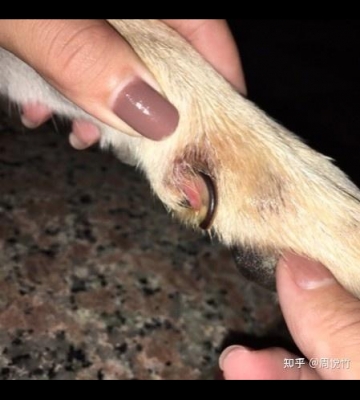 狗狗指甲怎么变白了呢