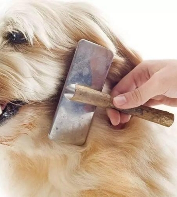宠物身上霉菌怎么办