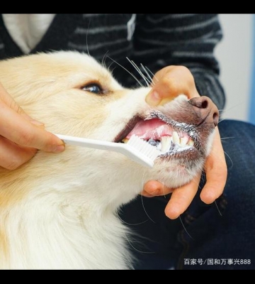 拉布拉多刷牙怎么