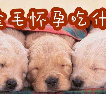 狗狗怀孕应该吃什么