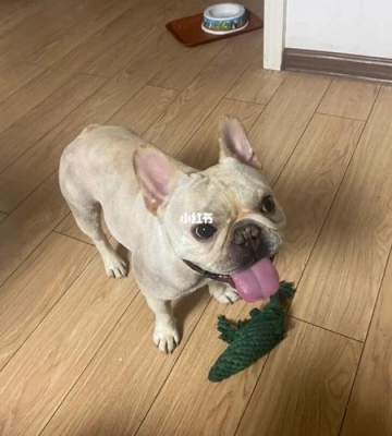 成年法斗吃什么狗粮好