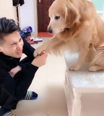 怎么给金毛擦爪子