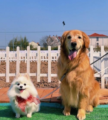金毛狗的样子是什么