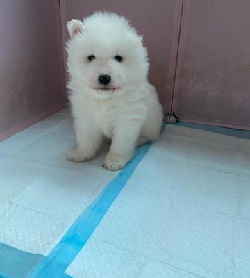 萨摩耳朵什么时候