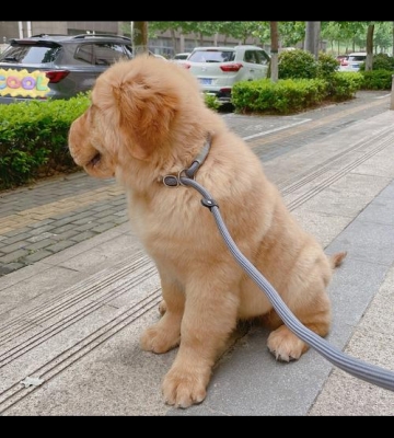 四个月金毛怎么调皮