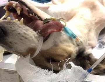 狗狗手术用什么麻醉