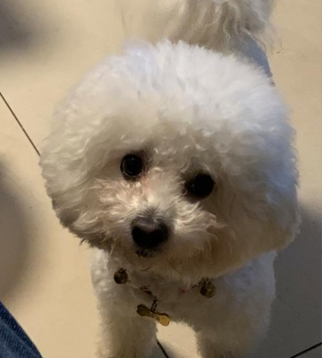 比熊呜是什么意思