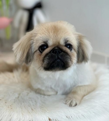 京巴小狗长什么样子