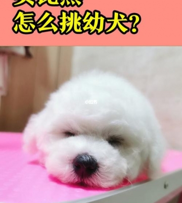 比熊怎么散热