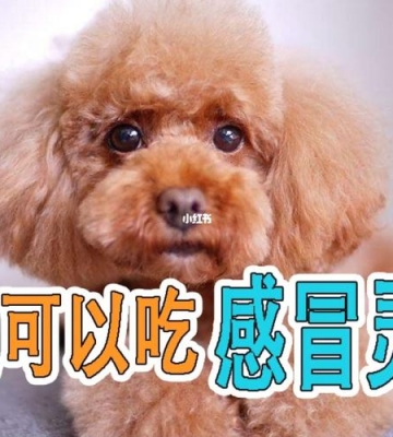 两个月泰迪狗狗感冒吃什么药好
