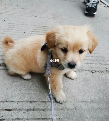 金毛串串好怎么样