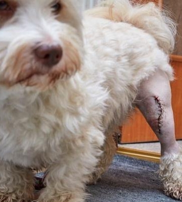 狗狗为什么会髌骨脱位症状