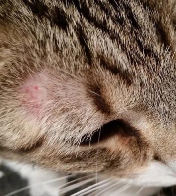猫咪长癣严重怎么办