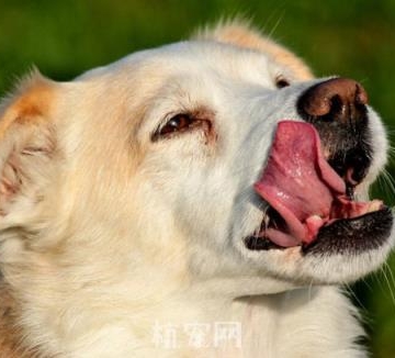狗狗咳嗽什么声音