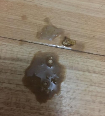 小狗呕吐拉稀怎么治疗方法