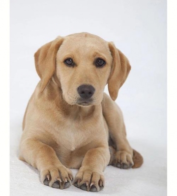 拉布拉多犬怎么长不大