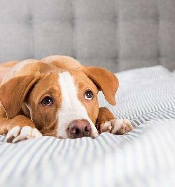 狗狗怎么避免犬瘟