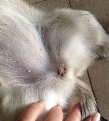 什么样的宠物狗是母的
