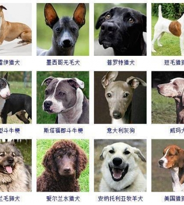 狗狗是什么品种鉴别
