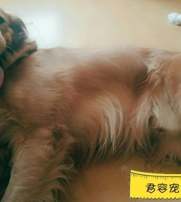金毛运动呕吐怎么办