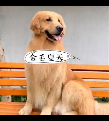 金毛夏天生产怎么弄