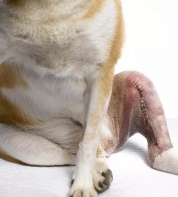 狗狗前腿抽搐怎么回事啊