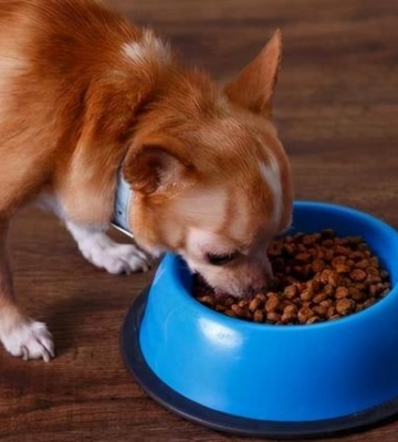 怎么训练狗狗按时吃饭
