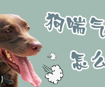 小狗呼吸微弱怎么办
