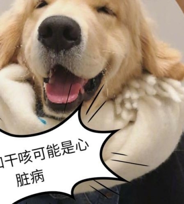 金毛呛咳怎么治疗