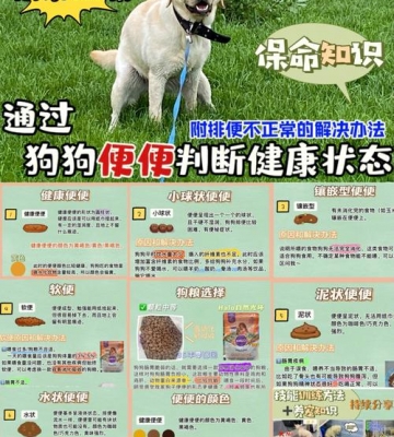 狗狗软便有什么原因