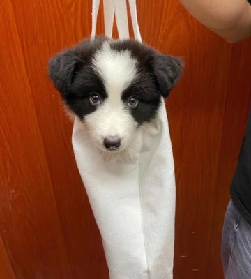 边牧狗狗吃什么毛色好