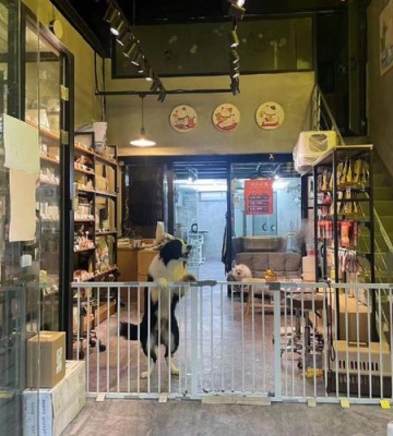 上海有什么好的宠物店