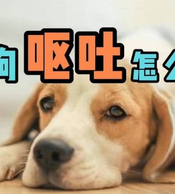 狗打完狂犬疫苗后呕吐该怎么办