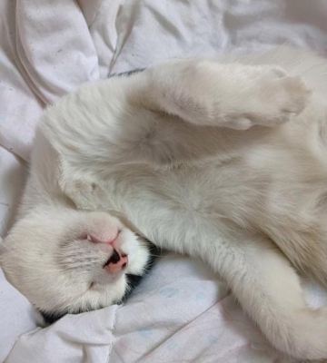 猫咪老爱睡觉是怎么回事