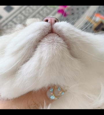 猫咪黑下吧擦什么药