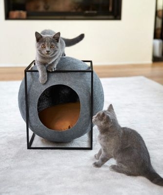 猫咪有什么家具