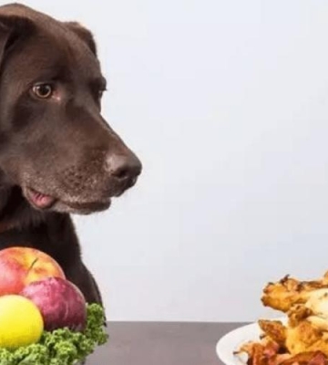 小狗狗食欲不振怎么办