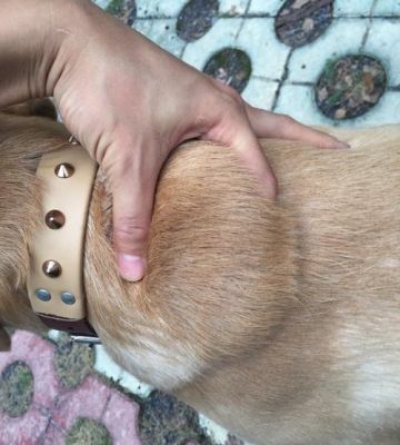 狗狗脖子溃烂怎么治