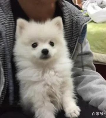博美背部毛量少怎么办