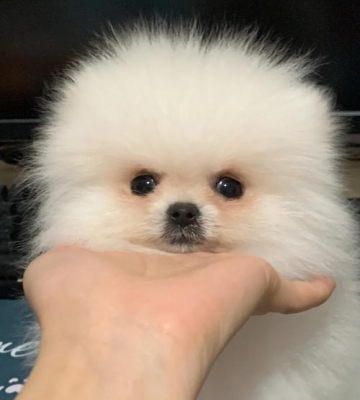 博美到新家怎么样