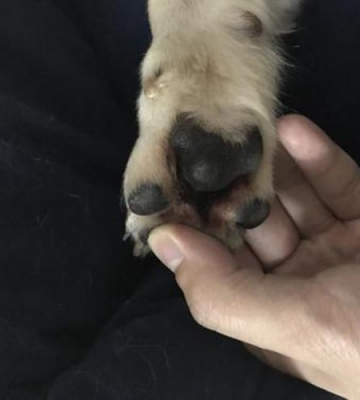 狗狗脚底破皮怎么办