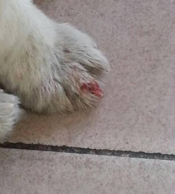 狗狗爪子掉了怎么办
