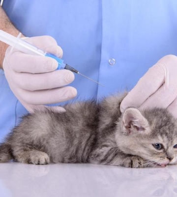 猫咪打针药量大有什么症状