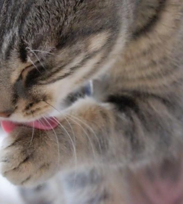 猫咪喘是什么原因引起