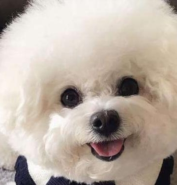 比熊需要什么营养