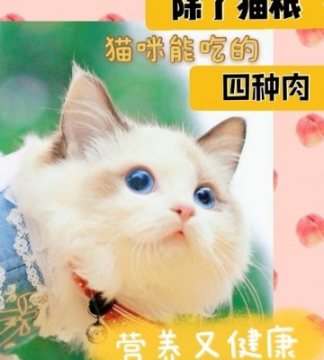 猫咪配过种吃什么