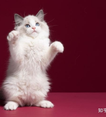 买什么宠物猫好