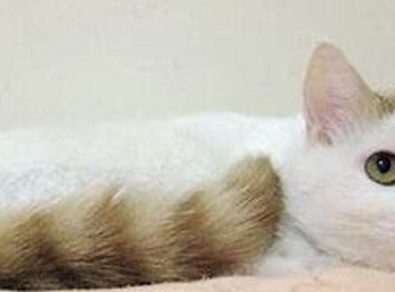 猫咪拉屎有红血丝什么原因