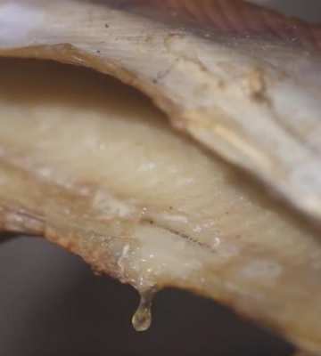 美味烤鲨鱼背肌肉的制作技巧与方法